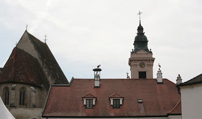 Спасибо, Аист, спасибо, птица! Аисты на крышах Бургенланда